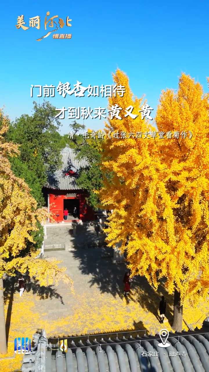 动海报｜美丽河北慢直播·石家庄毗卢寺