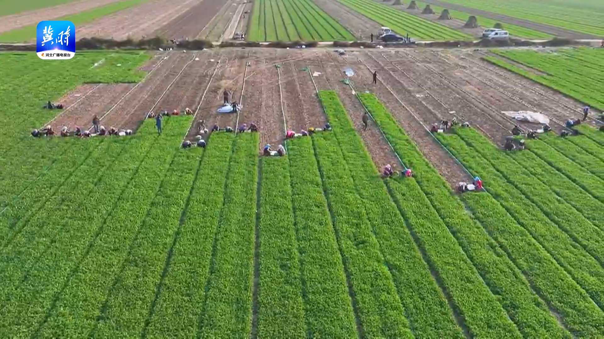 唐山丰南：蔬菜基地收获忙