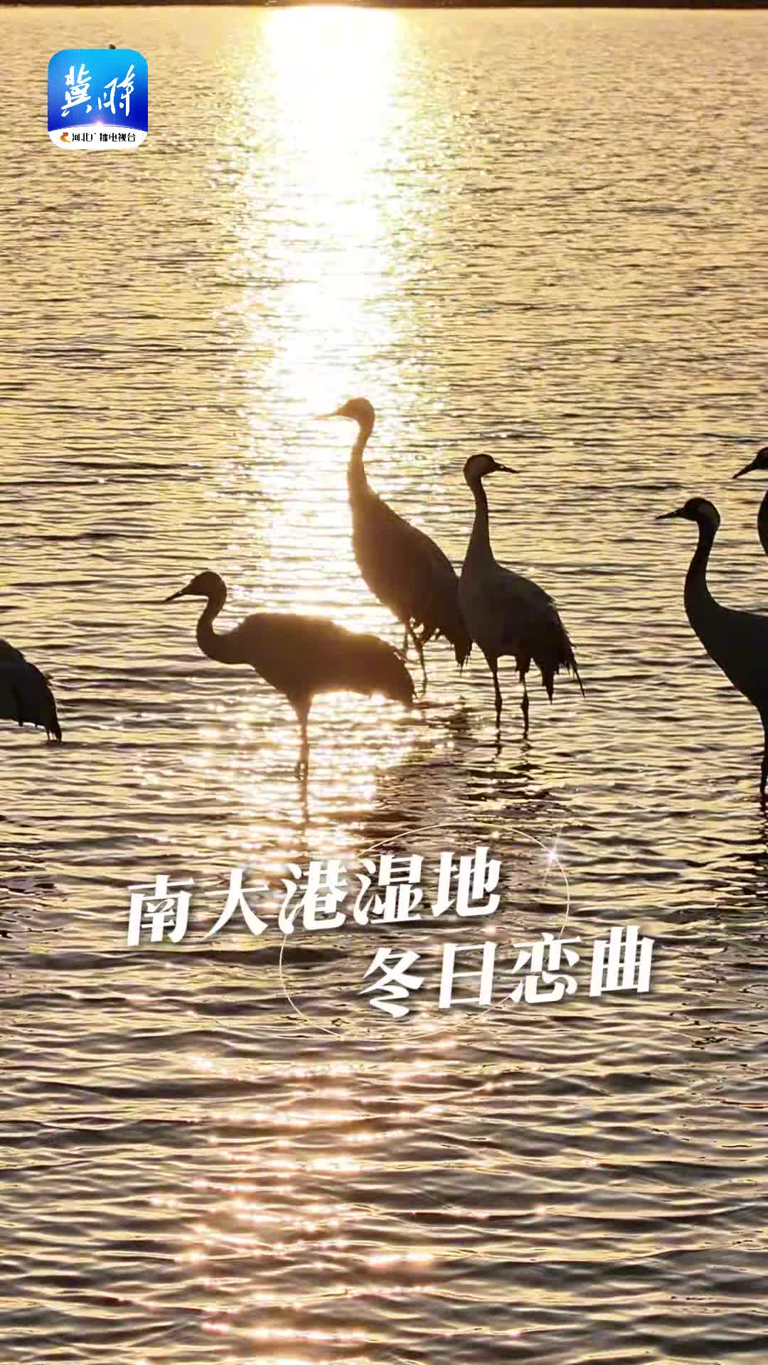 当鸟儿与夕阳相遇，南大港湿地唱响冬日恋曲