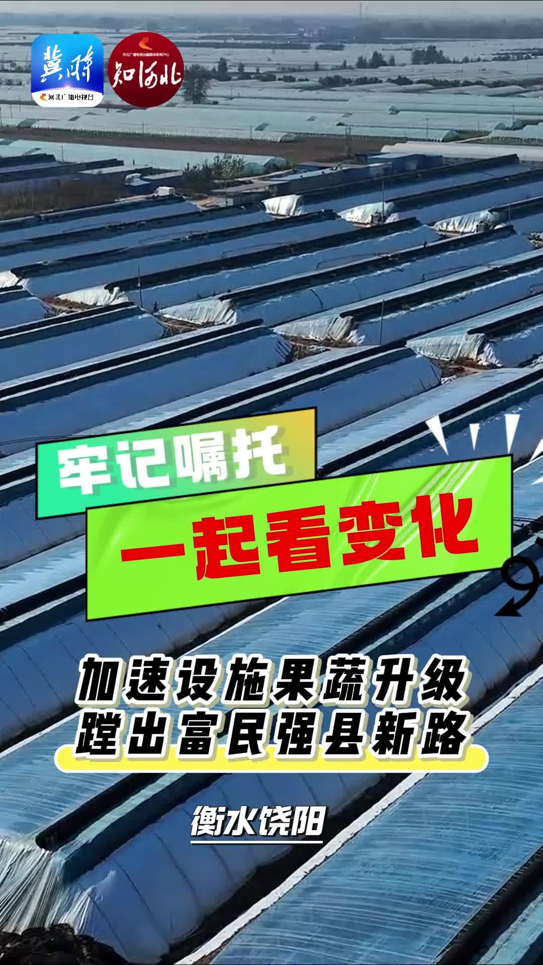 小熊探访：衡水饶阳 富民强县路上的新鲜事