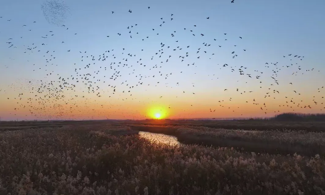 晚安·美丽河北丨夕光中的鸟浪，奏响白洋淀的乐章