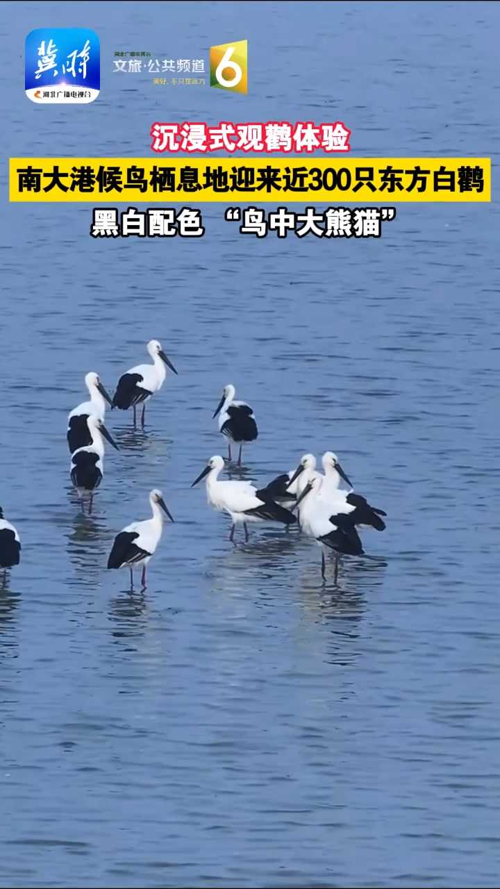 沉浸式观鹳体验！南大港候鸟栖息地迎来近300只东方白鹳，黑白配色“鸟中大熊猫”