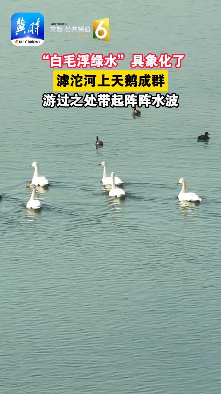 “白毛浮绿水”具象化了，滹沱河上天鹅成群，游过之处带起阵阵水波