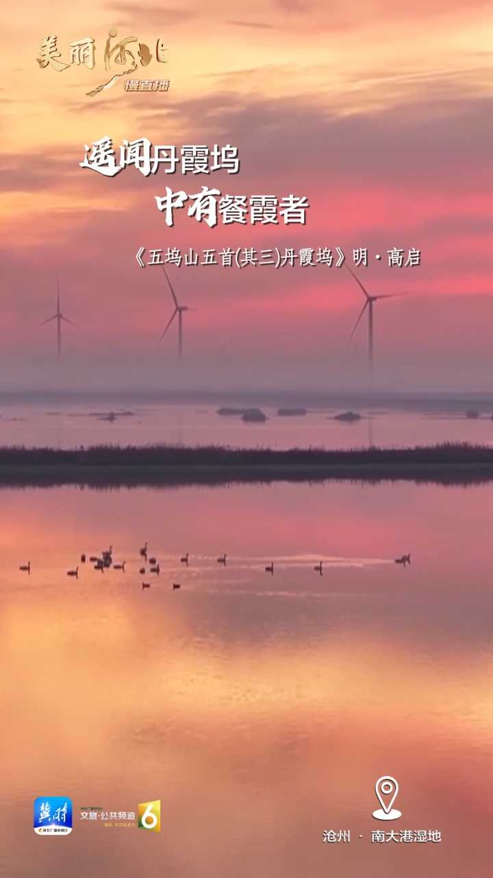 动海报｜美丽河北慢直播·沧州南大港湿地