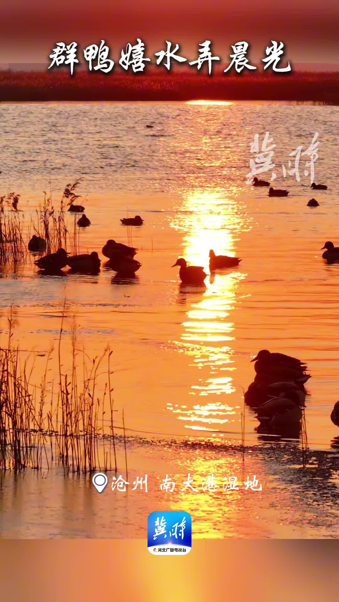 “冀”情山水 | 南大港湿地：晨光暖暖，群鸭嬉闹