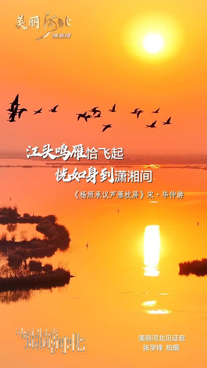 动海报｜美丽河北慢直播·衡水湖