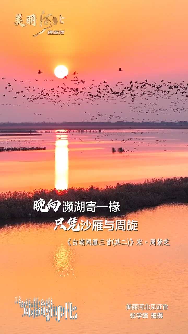 动海报｜美丽河北慢直播·衡水湖