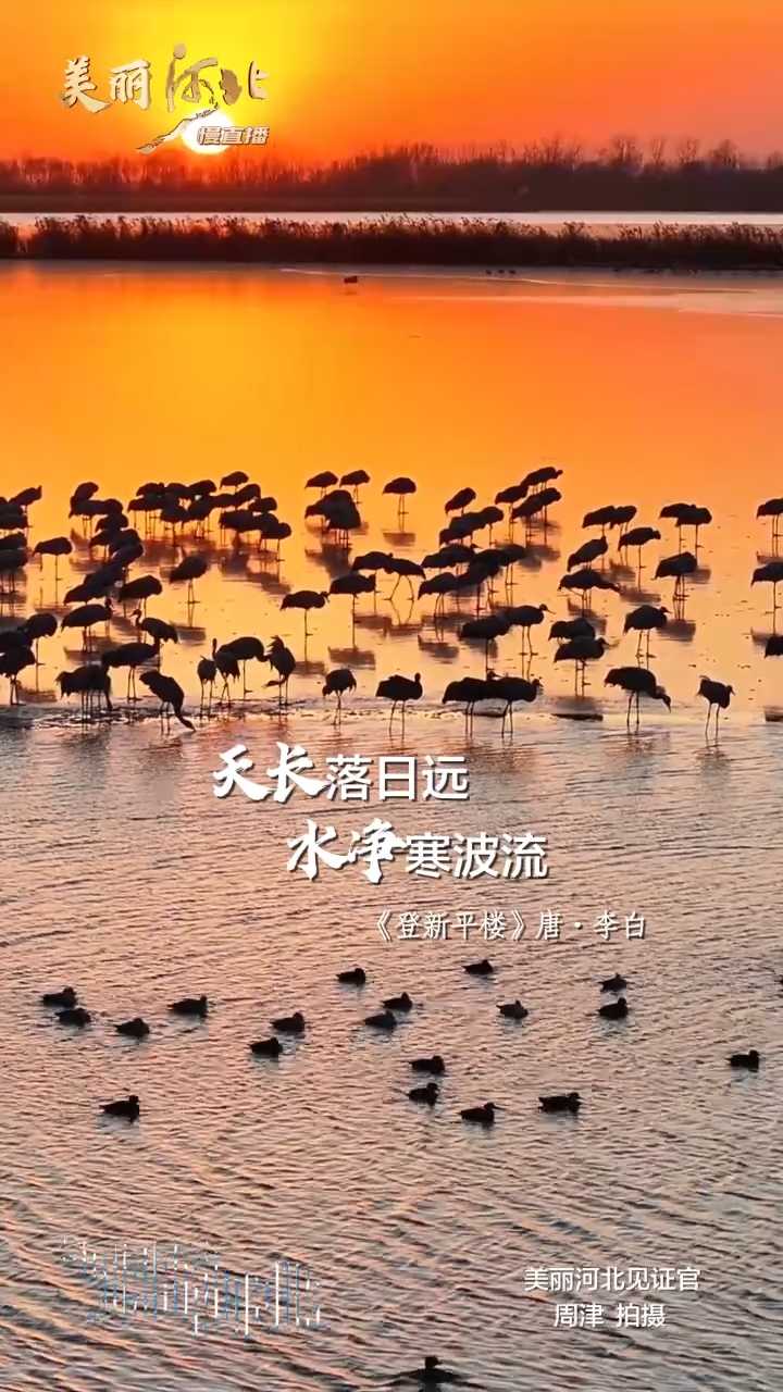 动海报｜美丽河北慢直播·衡水湖