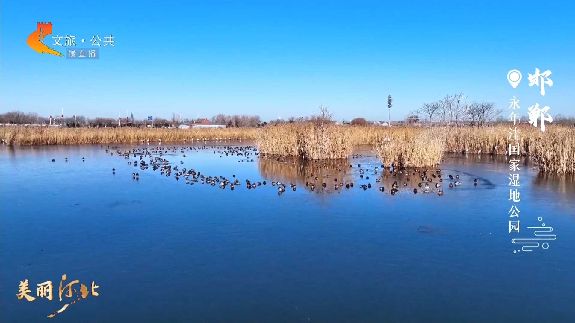 美丽河北慢直播丨碧空如洗，萌鸟灵动，永年洼国家湿地公园生机勃勃 邯郸 清晨 2025/01/06#这么近，那么美，周末到河北