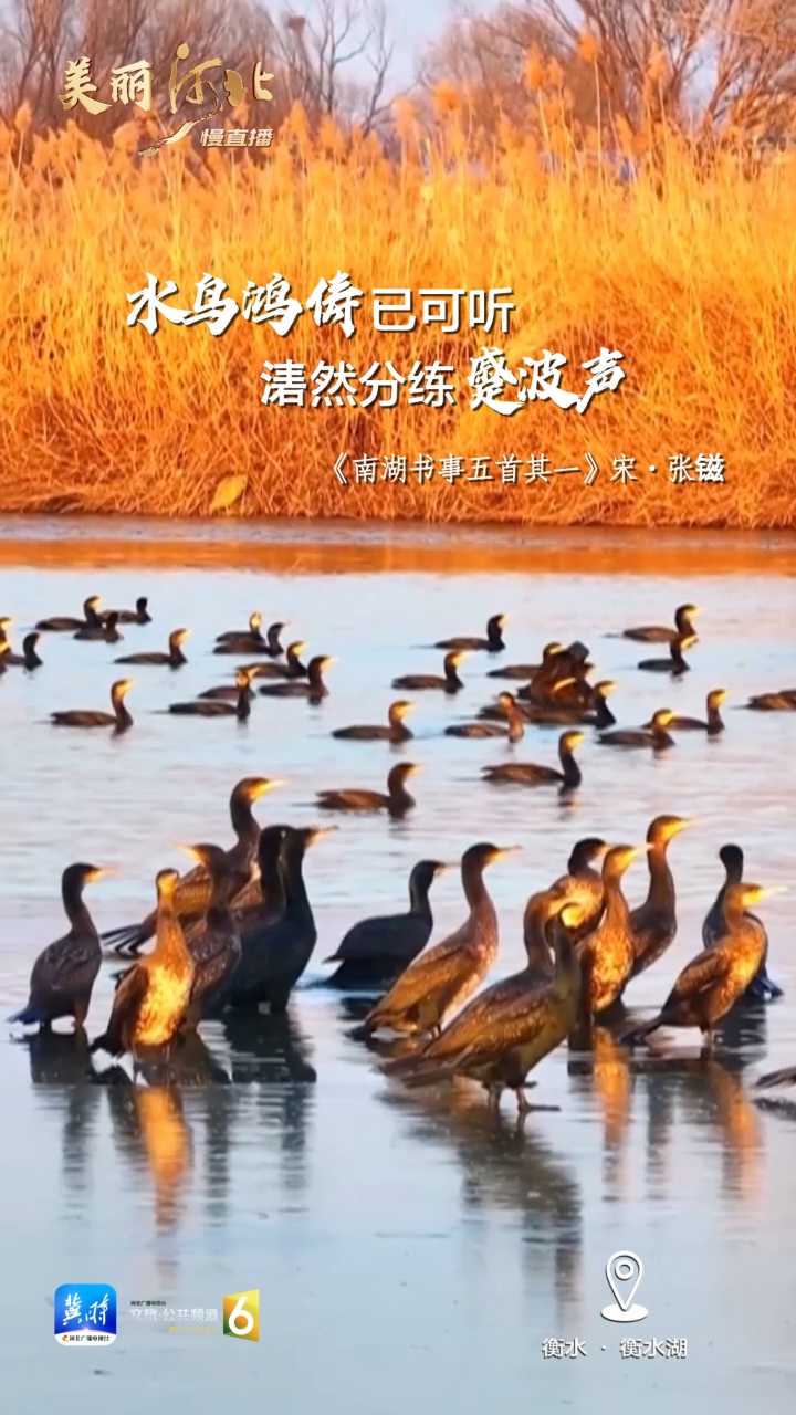 动海报｜美丽河北慢直播·衡水湖