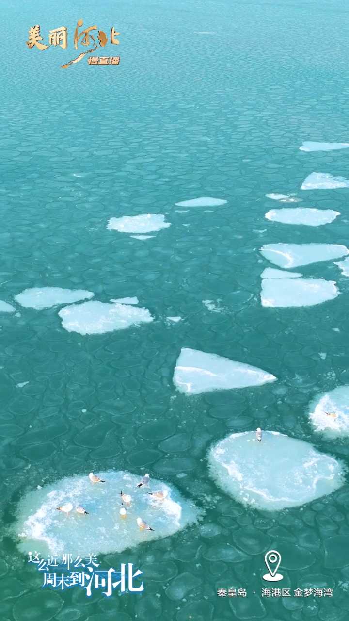 动海报｜美丽河北慢直播·秦皇岛海港区金梦海湾