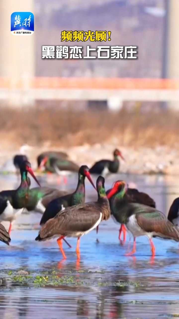 频频光顾！黑鹳恋上石家庄 | 这么近，那么美，周末到河北