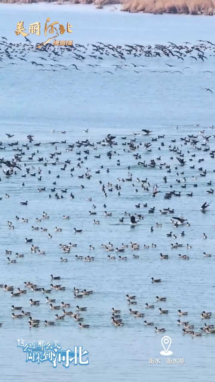 动海报｜美丽河北慢直播·衡水湖