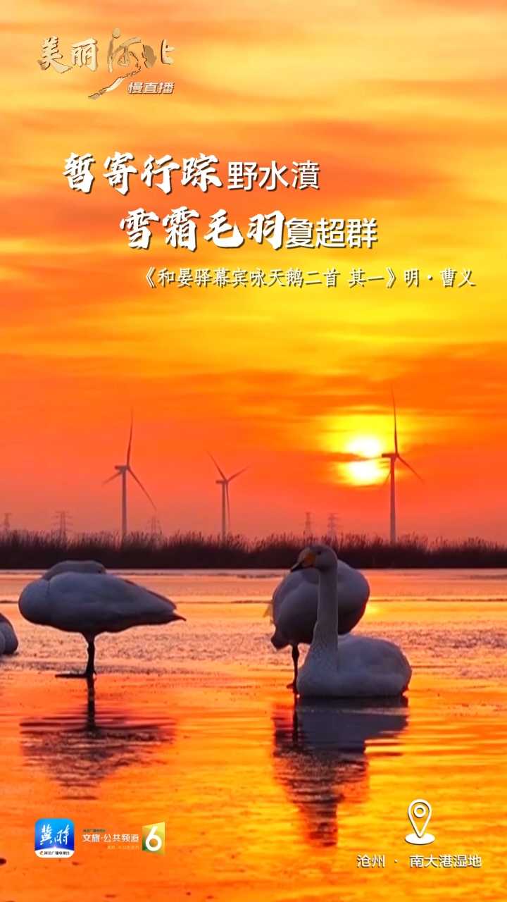 动海报｜美丽河北慢直播·沧州南大港湿地