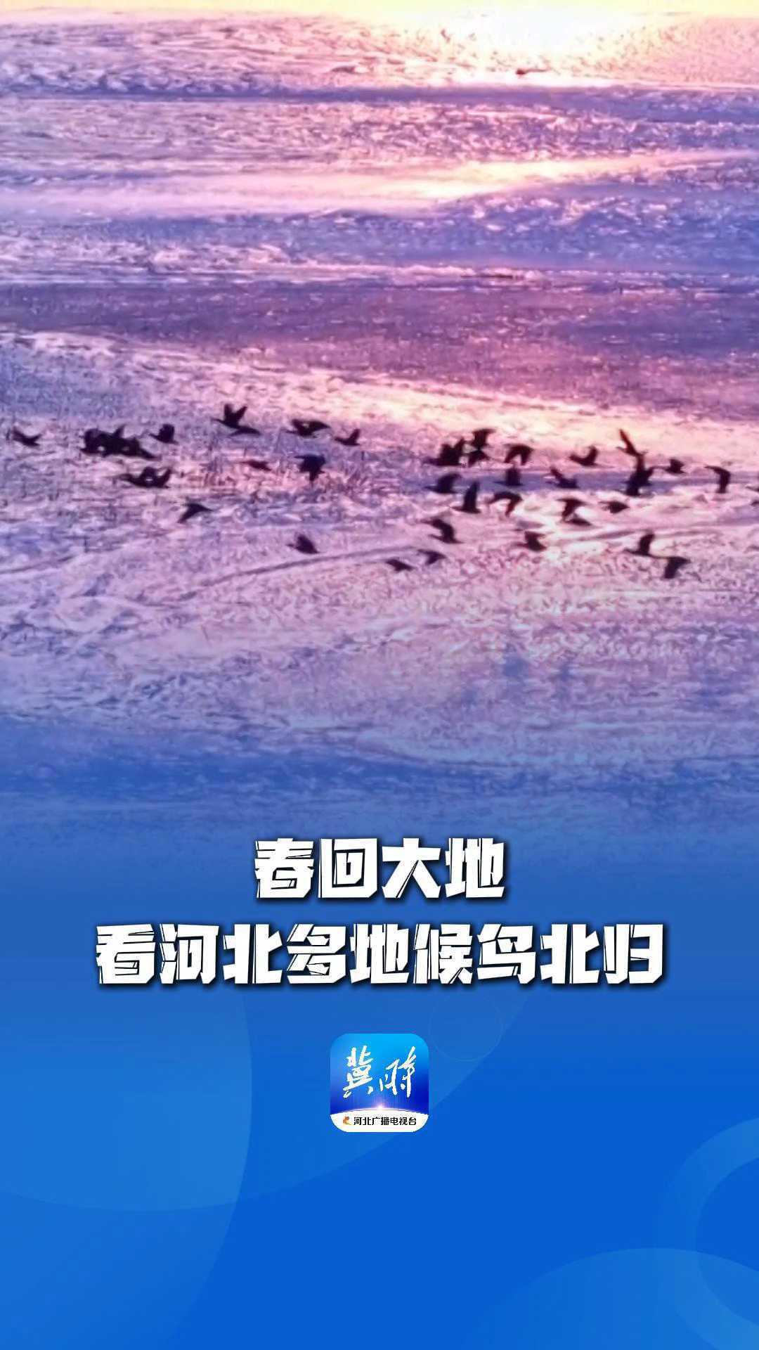 春回大地，看河北多地候鸟北归 | 这么近，那么美，周末到河北