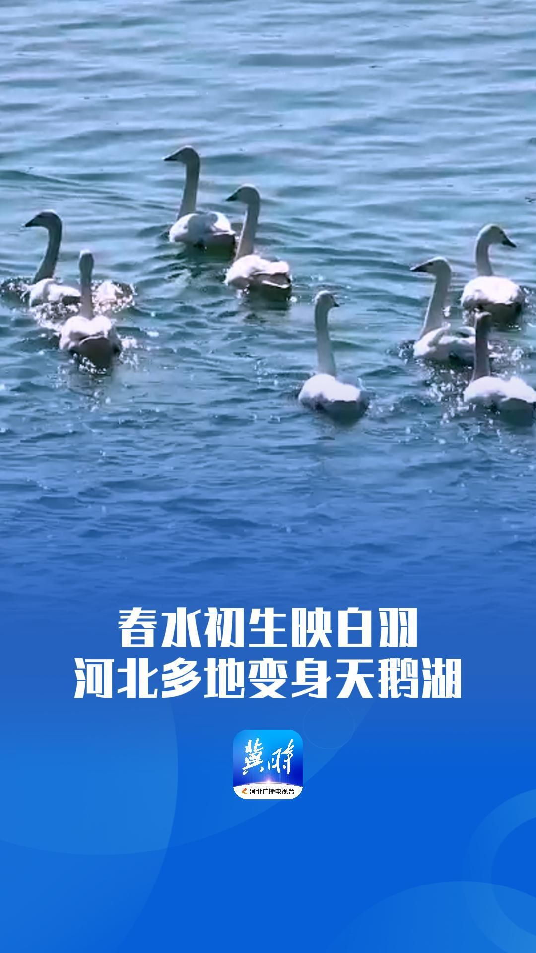 春水初生映白羽，河北多地变身天鹅湖