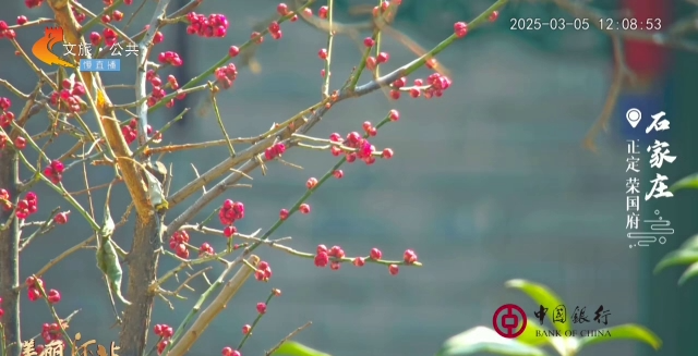 美丽河北慢直播丨花枝探首弄轻柔，荣国府内春意稠。正午 2025/03/05#这么近，那么美，周末到河北