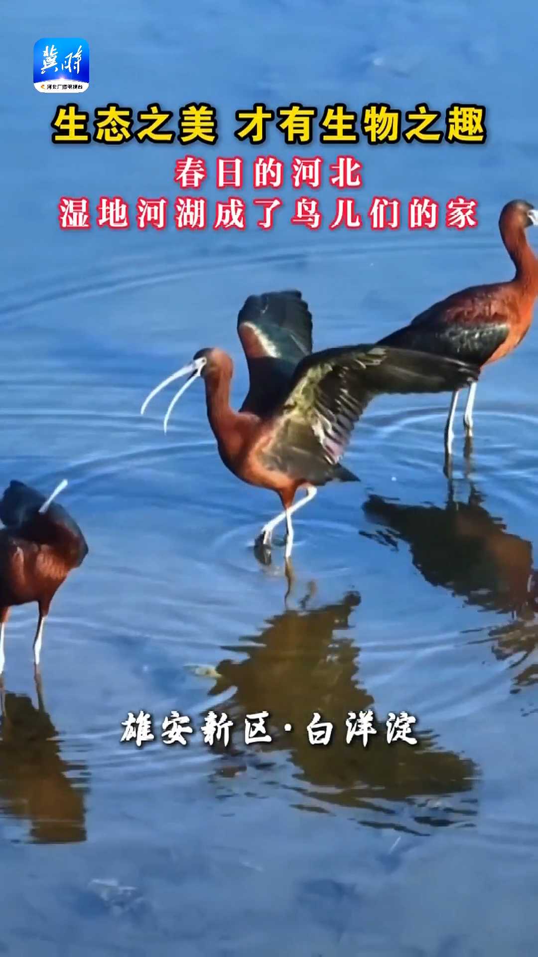 生态之美，才有生物之趣！春日的河北，湿地河湖成了鸟儿们的家！