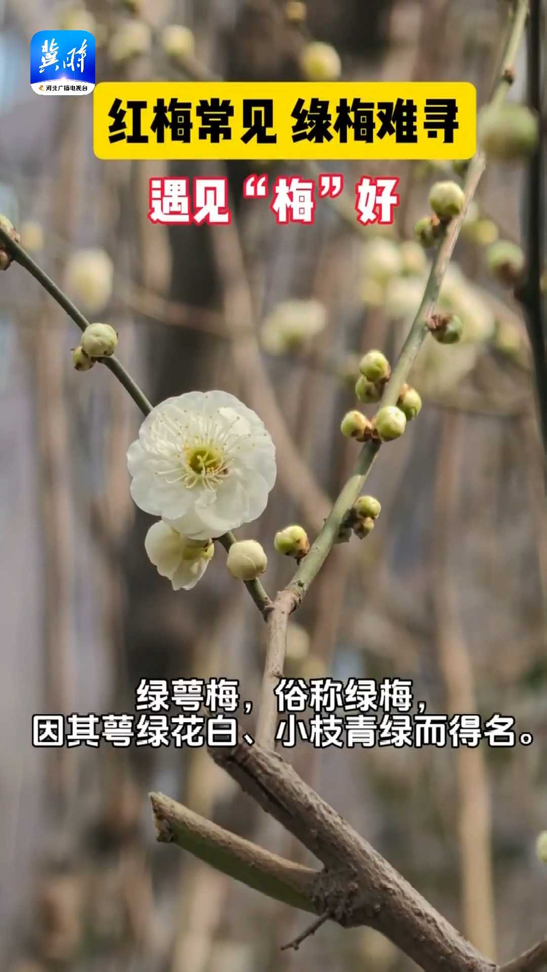 红梅常见 绿梅难寻，遇见“梅”好