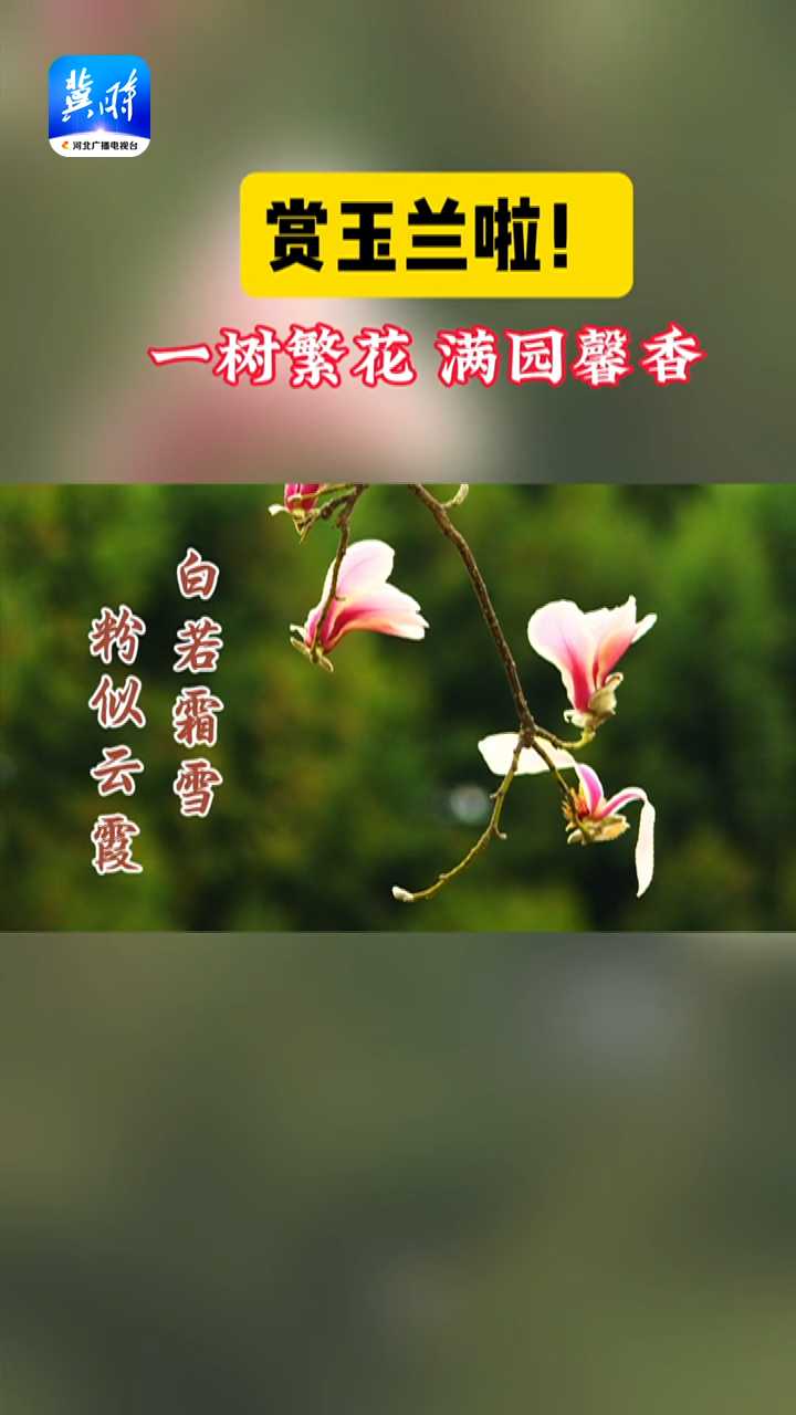 石家庄长安公园，赏玉兰啦！一树繁花，满园馨香~~