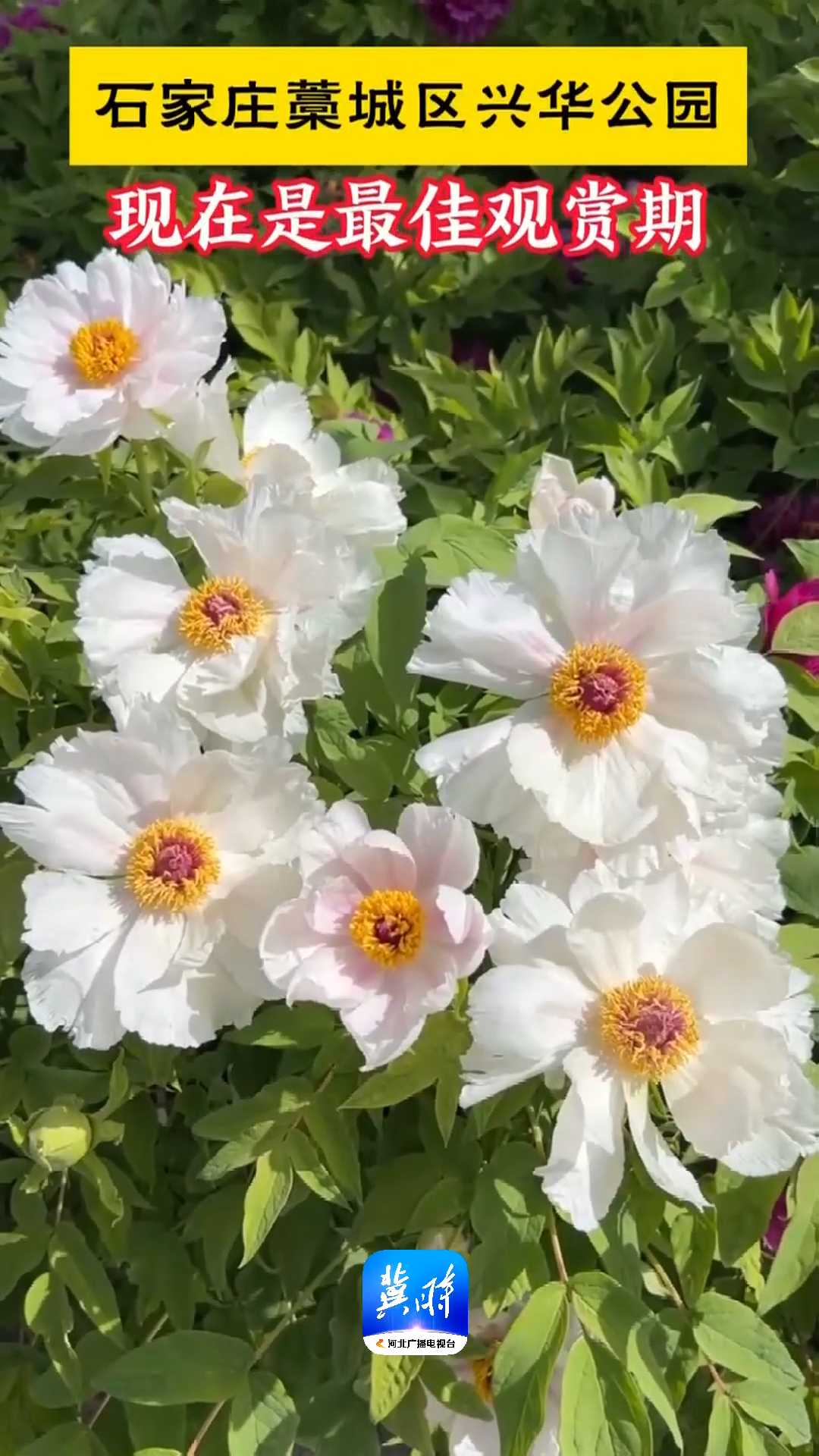 花漾河北｜石家庄藁城区兴华公园，5万余株牡丹花开正艳！