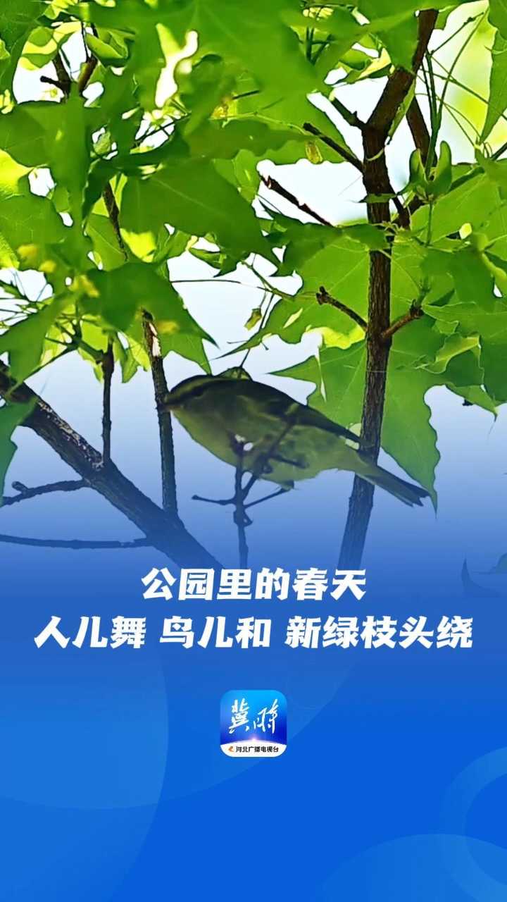 公园里的春天 | 人儿舞，鸟儿和，新绿枝头绕