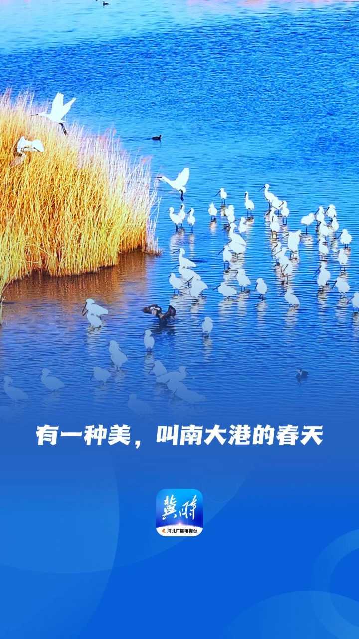 鸟儿的翅膀会说话丨有一种美，叫南大港的春天