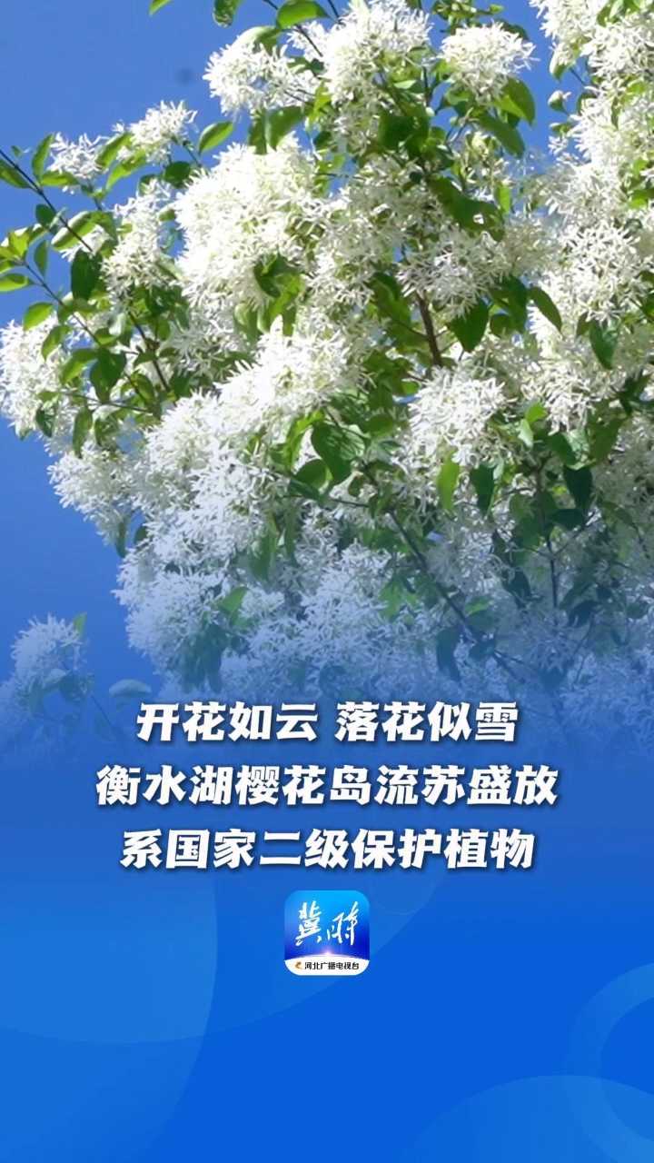 开花如云、落花似雪，衡水湖樱花岛流苏盛放，系国家二级保护植物