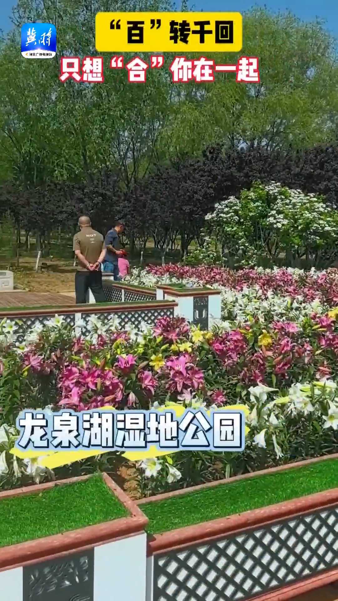 花漾河北｜“百”转千回，只想“合”你在一起！#石家庄鹿泉龙泉湖湿地公园