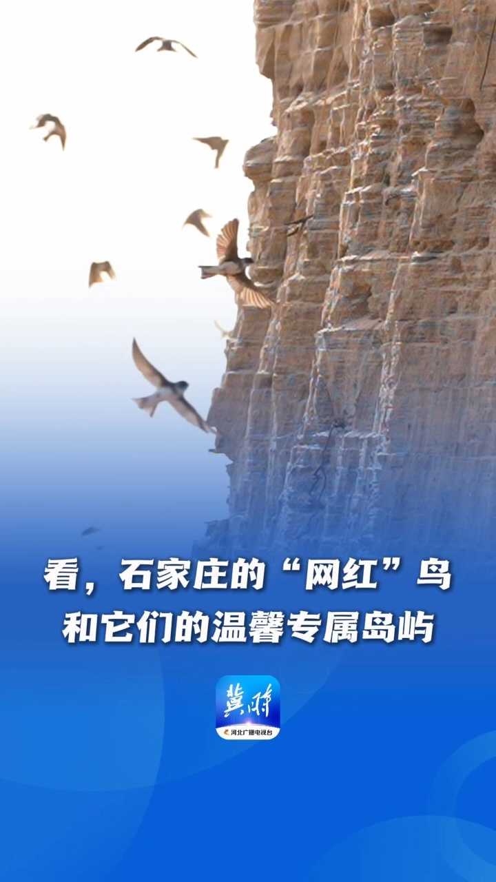 鸟儿的翅膀会说话 |  看，石家庄的“网红”鸟和它们的温馨专属岛屿