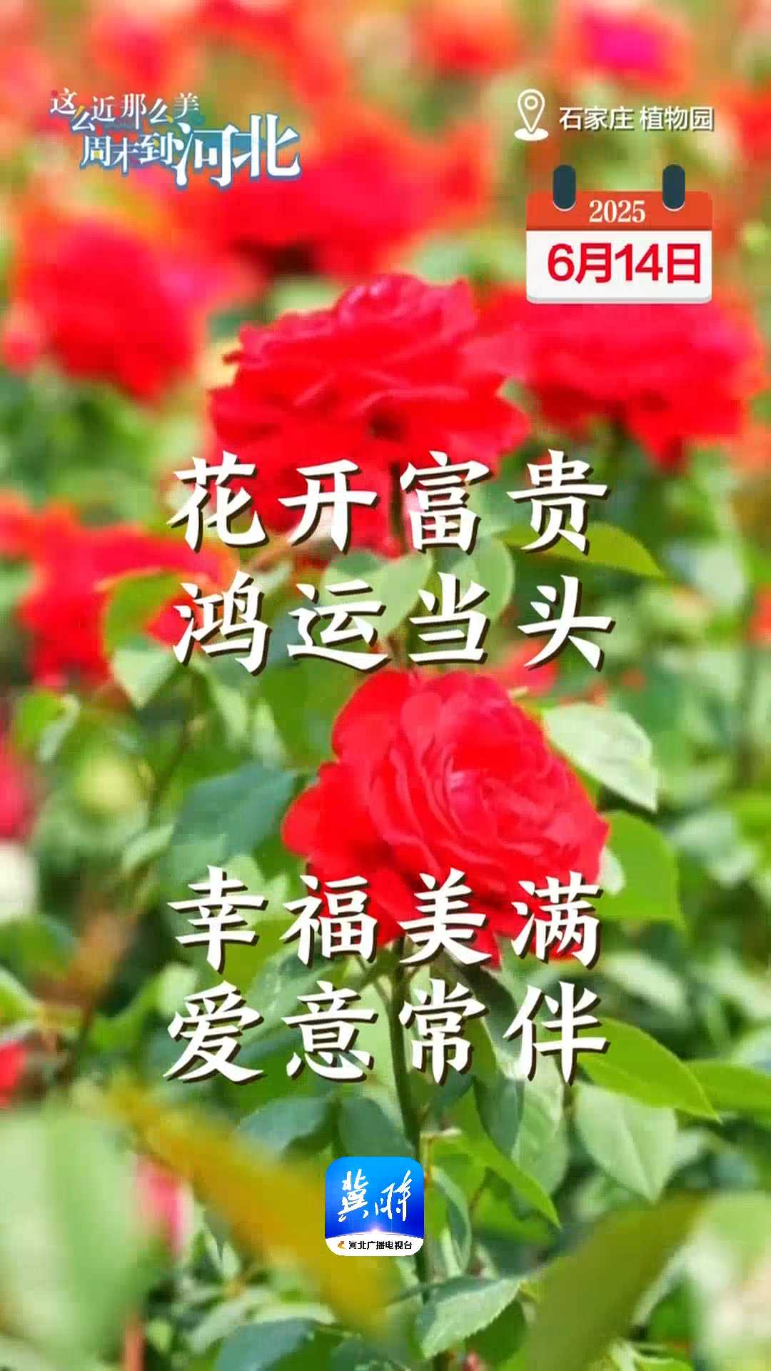 2025年6月14日｜花开富贵，鸿运当头，幸福美满，爱意常伴！
