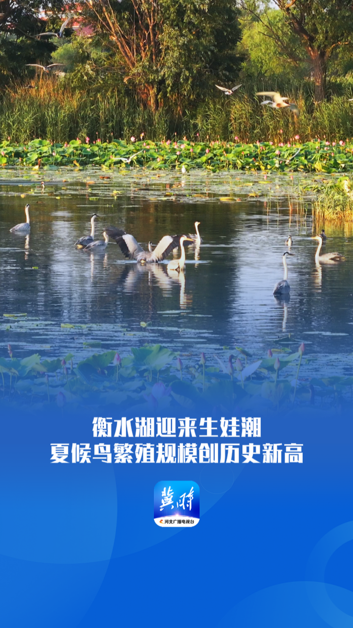鸟儿的翅膀会说话丨衡水湖迎来生娃潮，夏候鸟繁殖规模创历史新高