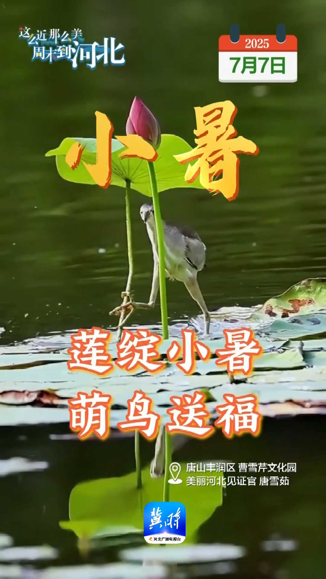 2025年7月7日｜小暑 莲绽小暑 萌鸟送福 事事如意 喜乐长安