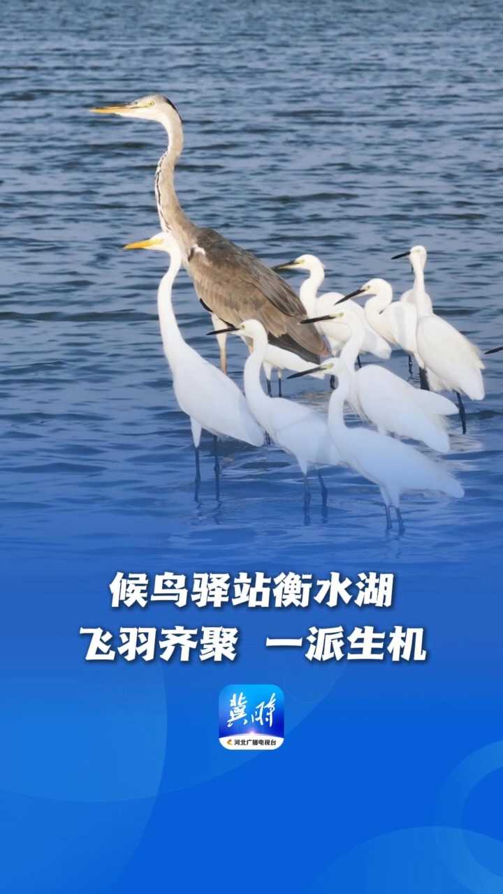 鸟儿的翅膀会说话 | 候鸟驿站衡水湖：飞羽齐聚 一派生机
