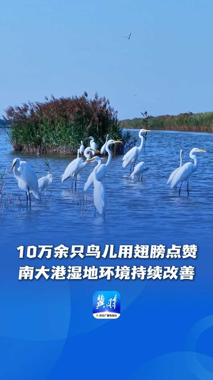 鸟儿的翅膀会说话 | 10万余只鸟儿用翅膀点赞，南大港湿地环境持续改善