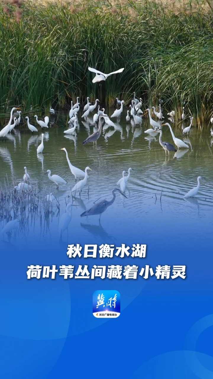 鸟儿的翅膀会说话 | 秋日衡水湖：荷叶苇丛间藏着小精灵