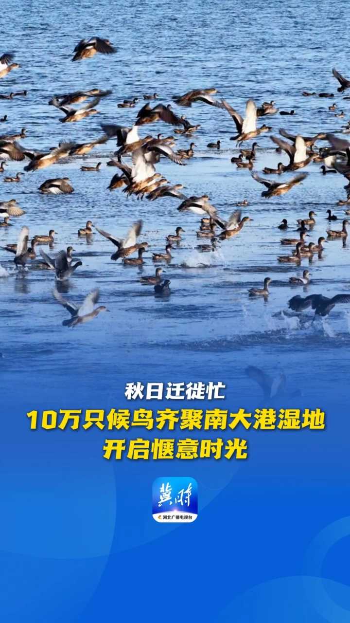 鸟儿的翅膀会说话丨秋日迁徙忙！10万只候鸟齐聚南大港湿地，开启惬意时光