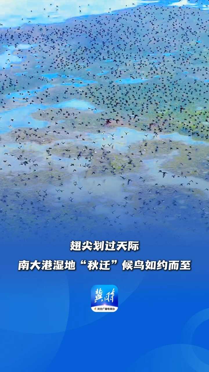 鸟儿的翅膀会说话丨翅尖划过天际，南大港湿地“秋迁”候鸟如约而至