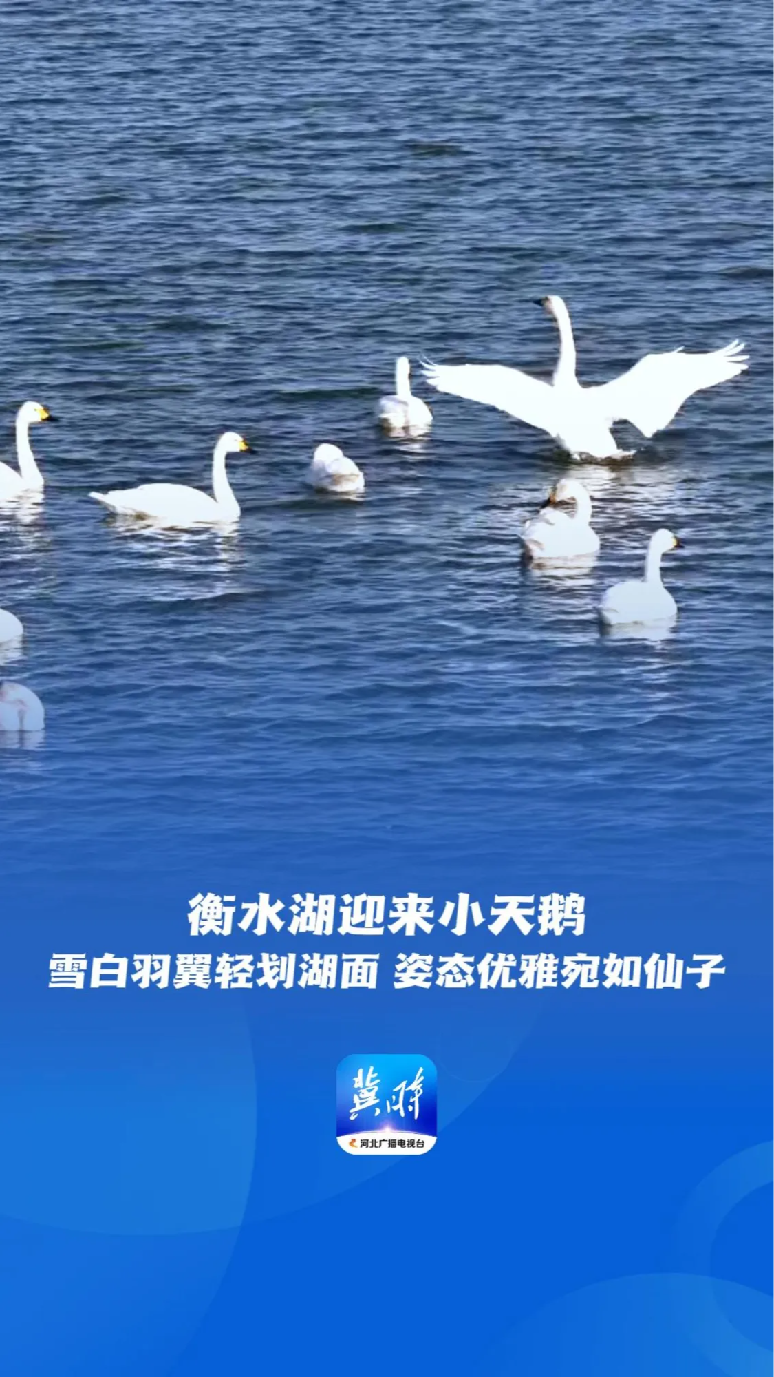 鸟儿的翅膀会说话丨衡水湖迎来小天鹅，雪白羽翼轻划湖面，姿态优雅宛如仙子~