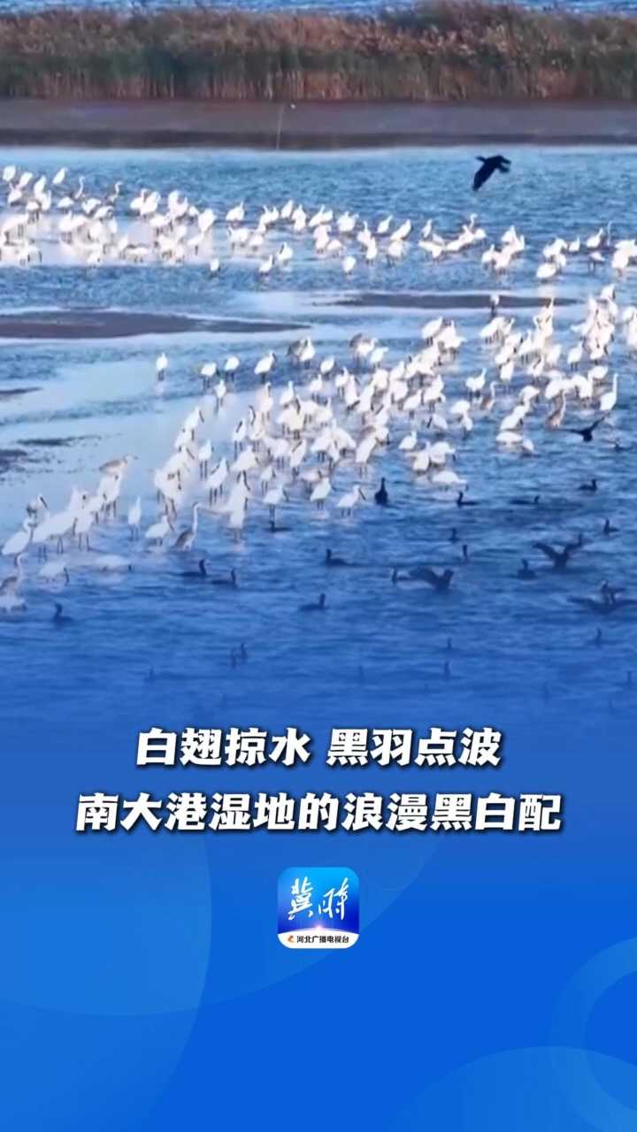 鸟儿的翅膀会说话丨白翅掠水、黑羽点波，南大港湿地的浪漫黑白配~