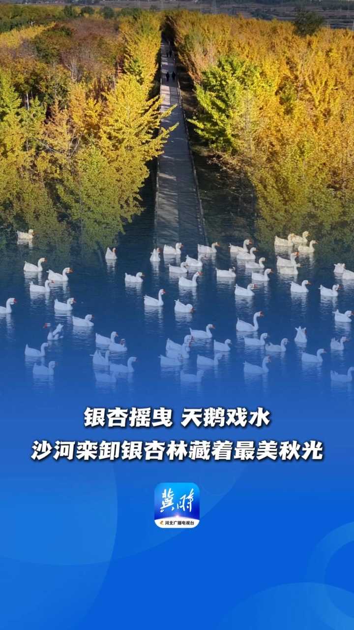 银杏摇曳、天鹅戏水，沙河栾卸银杏林藏着最美秋光丨这么近，那么美，周末到河北