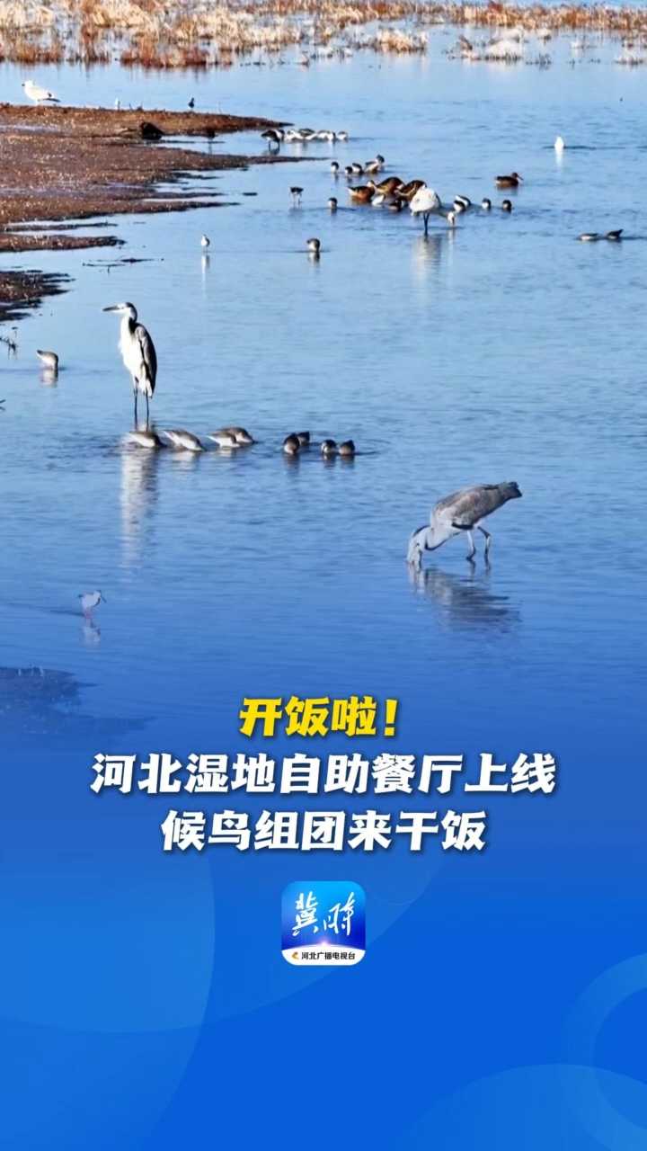 鸟儿的翅膀会说话丨开饭啦！河北湿地自助餐厅上线，候鸟组团来干饭