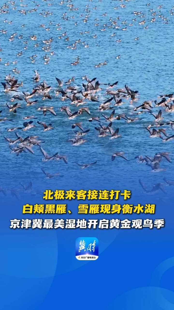 鸟儿的翅膀会说话丨北极来客接连打卡！白颊黑雁、雪雁现身衡水湖，京津冀最美湿地开启黄金观鸟季