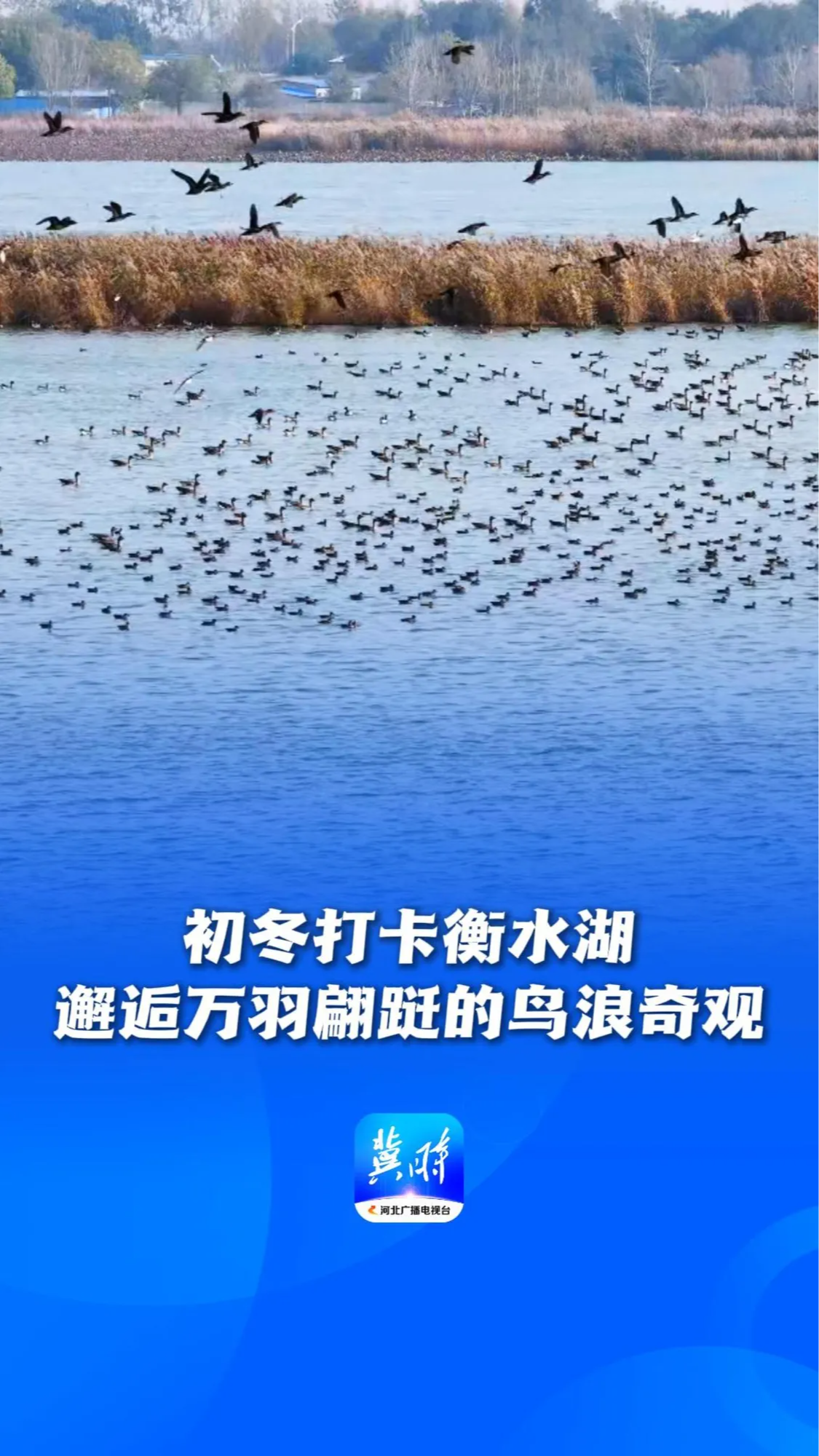 鸟儿的翅膀会说话丨初冬打卡衡水湖，邂逅万羽翩跹的鸟浪奇观