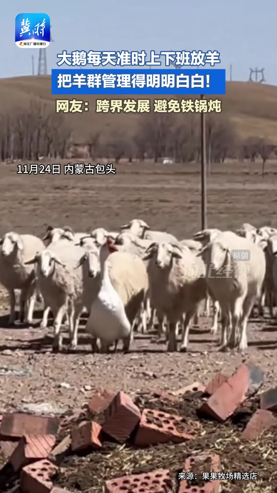 牧羊鹅你见过吗？大鹅每天准时上下班放羊，把羊群管理得明明白白！网友：跨界发展，避免铁锅炖。