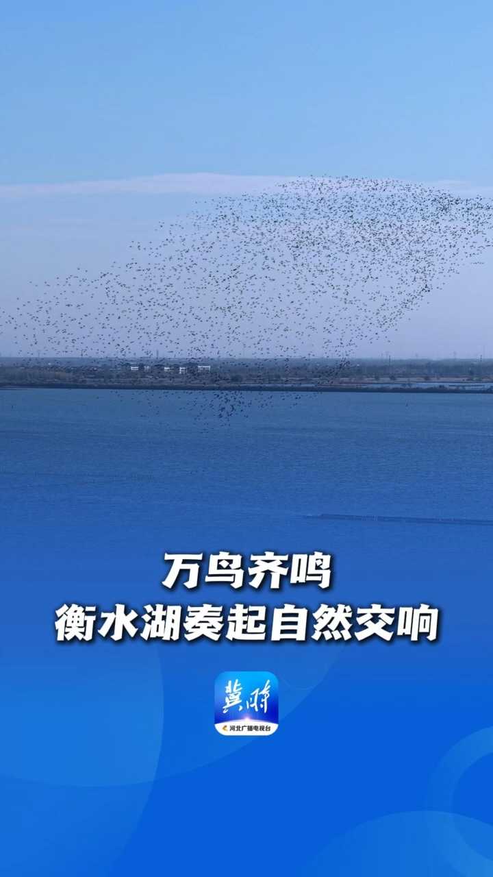 鸟儿的翅膀会说话丨万鸟齐鸣，衡水湖奏起自然交响