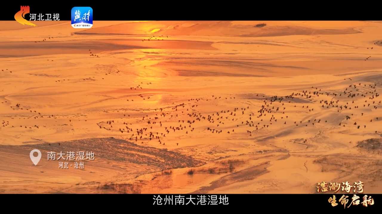 美丽海湾丨碧海蓝天间，万鸟齐飞，河北这些海湾美成“候鸟天堂”