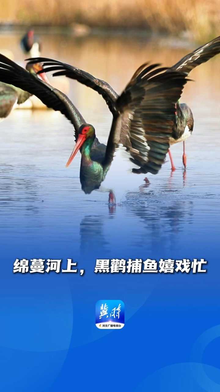 鸟儿的翅膀会说话丨绵蔓河上，黑鹳捕鱼嬉戏忙