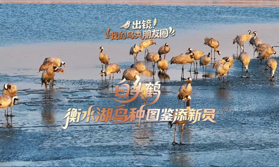 出镜！我的鸟类朋友圈丨白头鹤，衡水湖鸟种图鉴添新员
