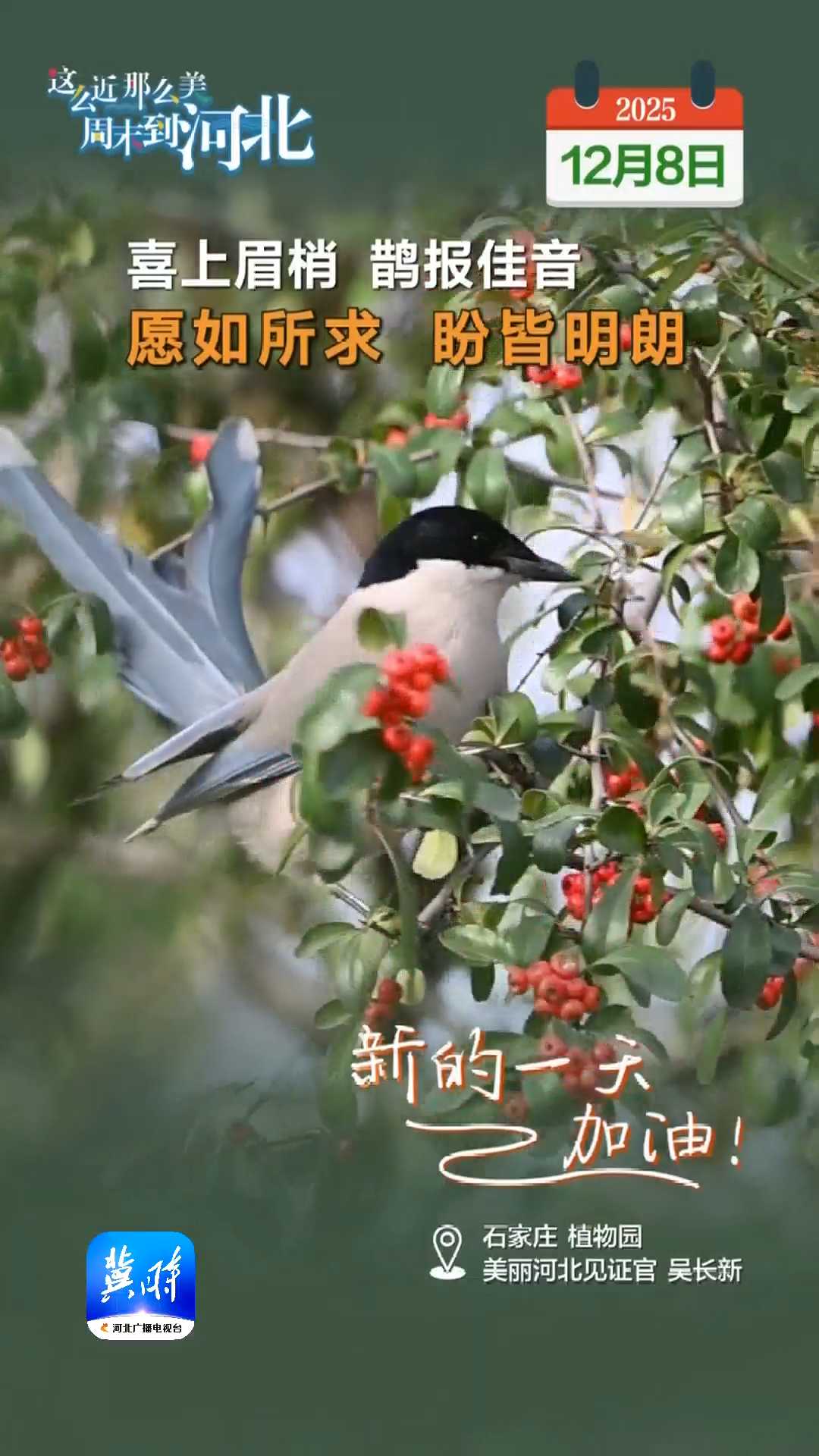 2025年12月8日 星期一 农历十月十九｜喜上眉梢，鹊报佳音，愿如所求，盼皆明朗！新的一天，加油！